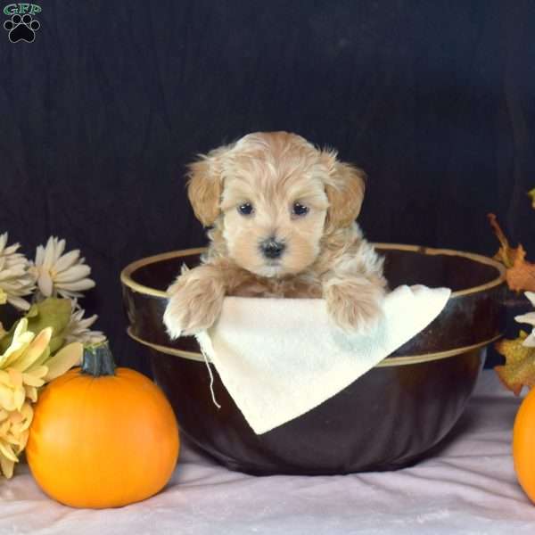 Gadget, Yorkie Puppy