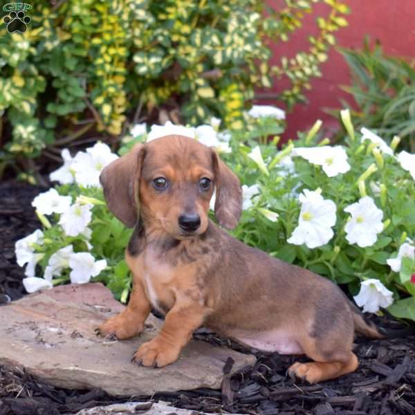 Gadget, Dachshund Puppy