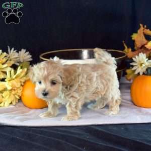 Gadget, Yorkie Puppy