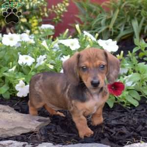 Gadget, Dachshund Puppy