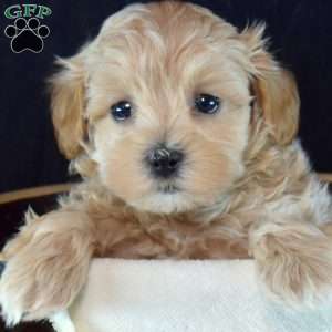 Gadget, Yorkie Puppy