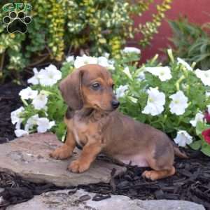 Gadget, Dachshund Puppy