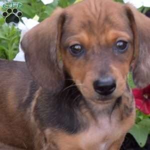 Gadget, Dachshund Puppy