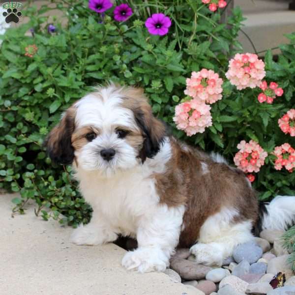 Garfield, Teddy Bear Puppy