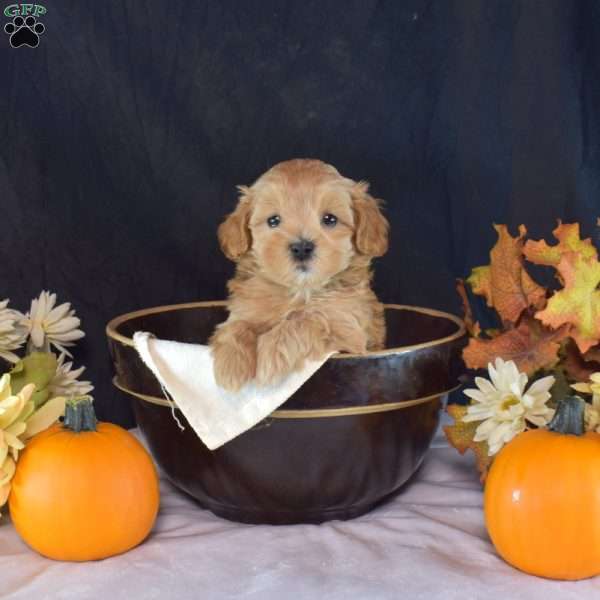 Gatsby, Yorkie Puppy