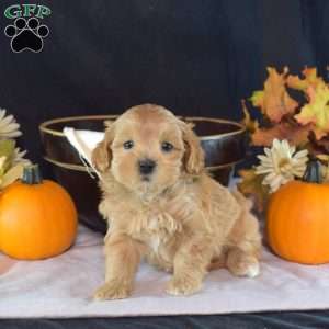 Gatsby, Yorkie Puppy