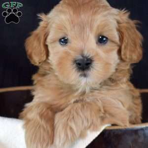 Gatsby, Yorkie Puppy