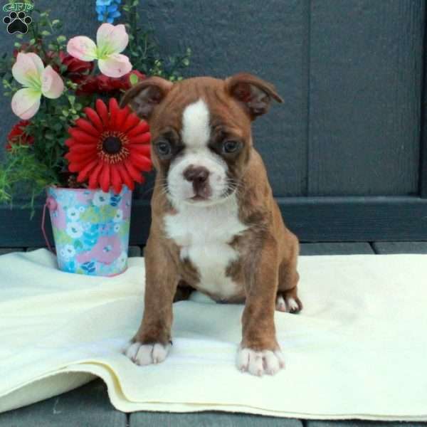Gavin, Boston Terrier Puppy