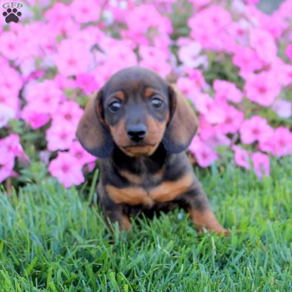 Gavin, Dachshund Puppy