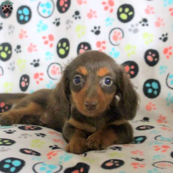 Gavin, Dachshund Puppy