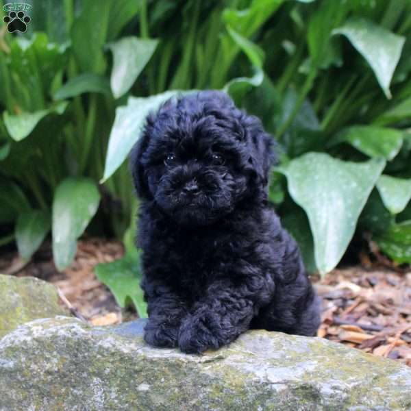 Gavin, Shih-Poo Puppy