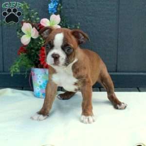 Gavin, Boston Terrier Puppy
