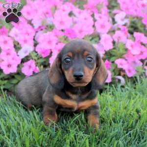 Gavin, Dachshund Puppy