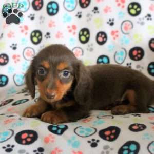 Gavin, Dachshund Puppy