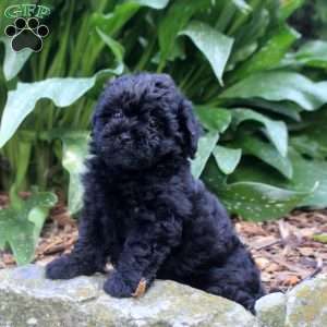 Gavin, Shih-Poo Puppy