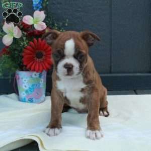 Gavin, Boston Terrier Puppy