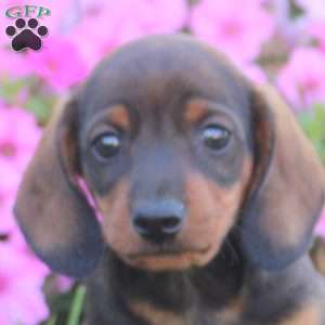 Gavin, Dachshund Puppy