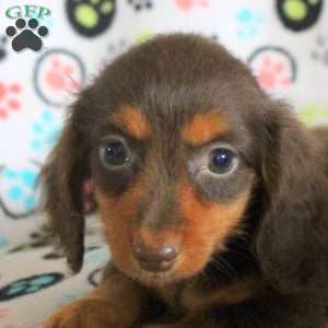 Gavin, Dachshund Puppy