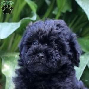 Gavin, Shih-Poo Puppy