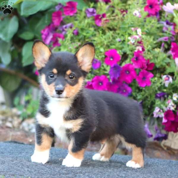 Gavin, Pembroke Welsh Corgi Puppy