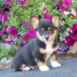Gavin, Pembroke Welsh Corgi Puppy