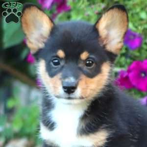 Gavin, Pembroke Welsh Corgi Puppy