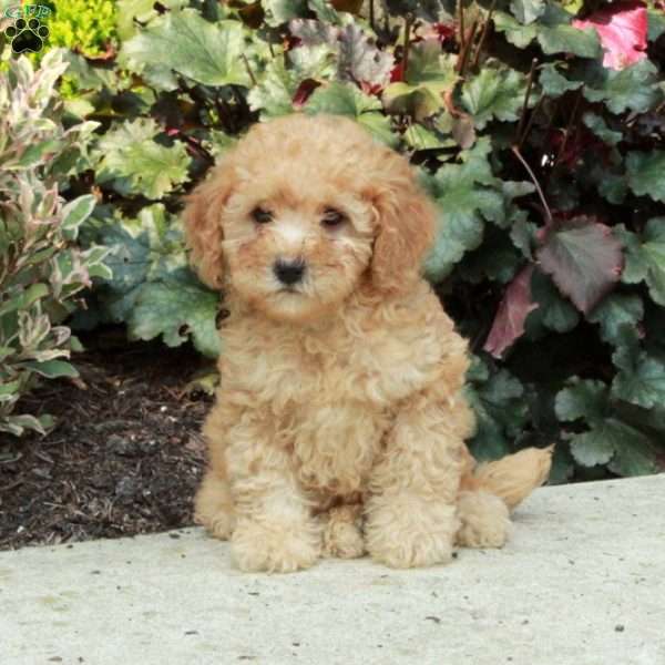 Gemma, Mini Goldendoodle Puppy