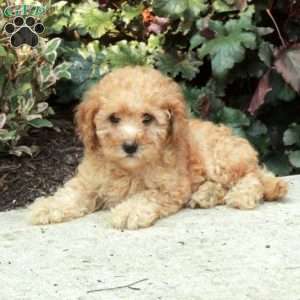 Gemma, Mini Goldendoodle Puppy