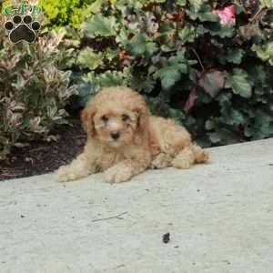 Gemma, Mini Goldendoodle Puppy