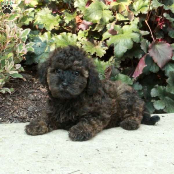 George, Mini Goldendoodle Puppy