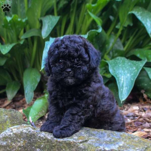 George, Shih-Poo Puppy