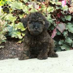 George, Mini Goldendoodle Puppy
