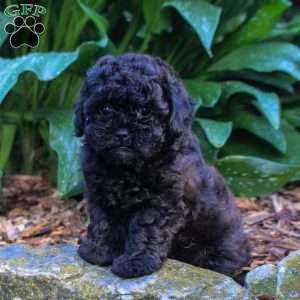 George, Shih-Poo Puppy