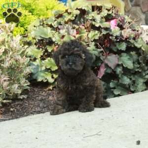 George, Mini Goldendoodle Puppy
