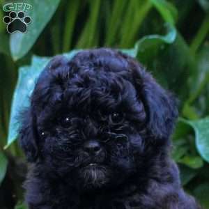 George, Shih-Poo Puppy