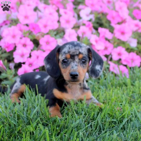 Georgia, Dachshund Puppy