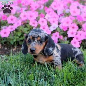 Georgia, Dachshund Puppy