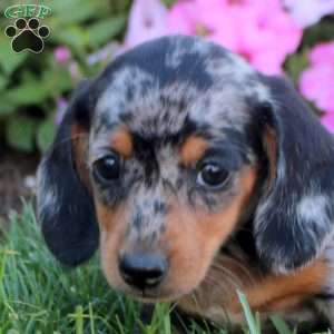 Georgia, Dachshund Puppy