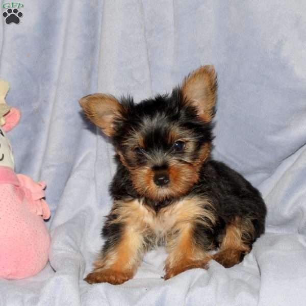 Georgie, Yorkie Puppy