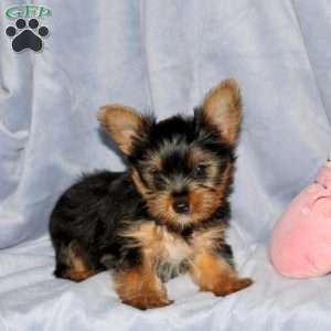 Georgie, Yorkie Puppy