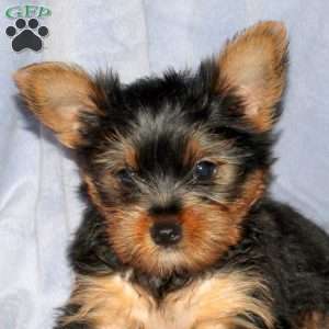 Georgie, Yorkie Puppy