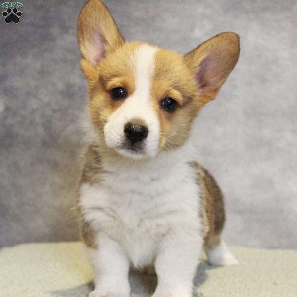 Georgie, Pembroke Welsh Corgi Puppy