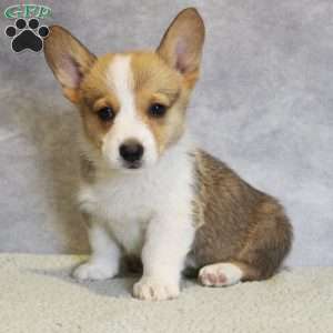 Georgie, Pembroke Welsh Corgi Puppy
