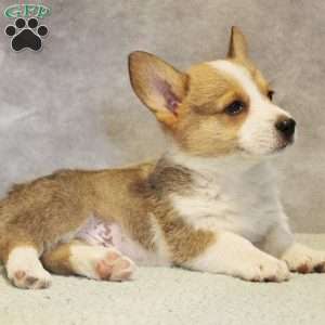 Georgie, Pembroke Welsh Corgi Puppy
