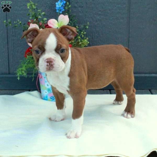 Gibby, Boston Terrier Puppy