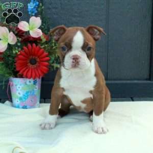 Gibby, Boston Terrier Puppy
