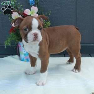 Gibby, Boston Terrier Puppy