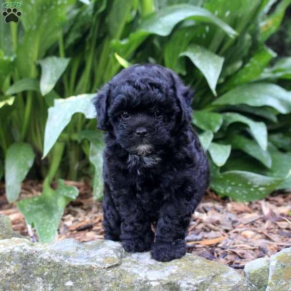 Gideon, Shih-Poo Puppy