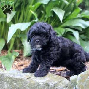 Gideon, Shih-Poo Puppy