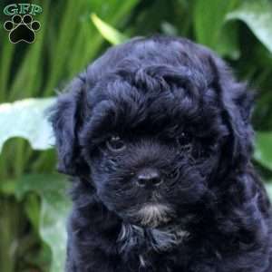 Gideon, Shih-Poo Puppy